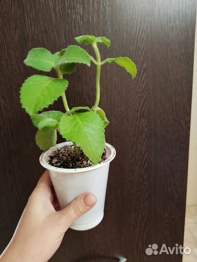 Плектрантус