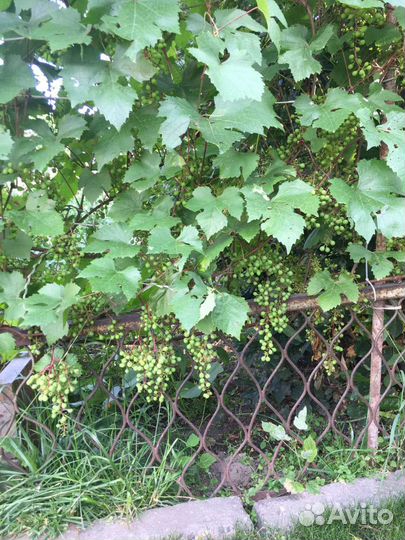 Саженцы винограда