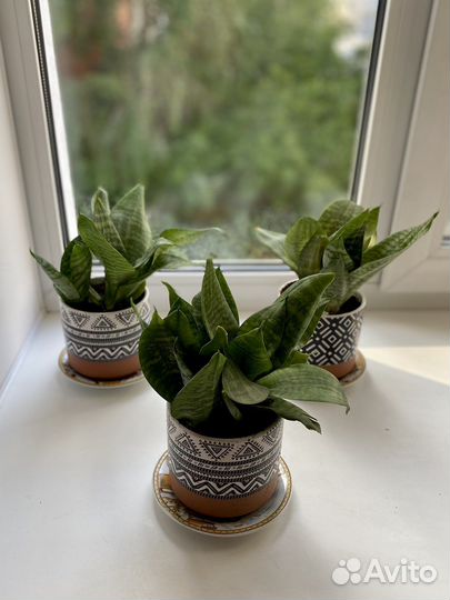 Сансевиерия