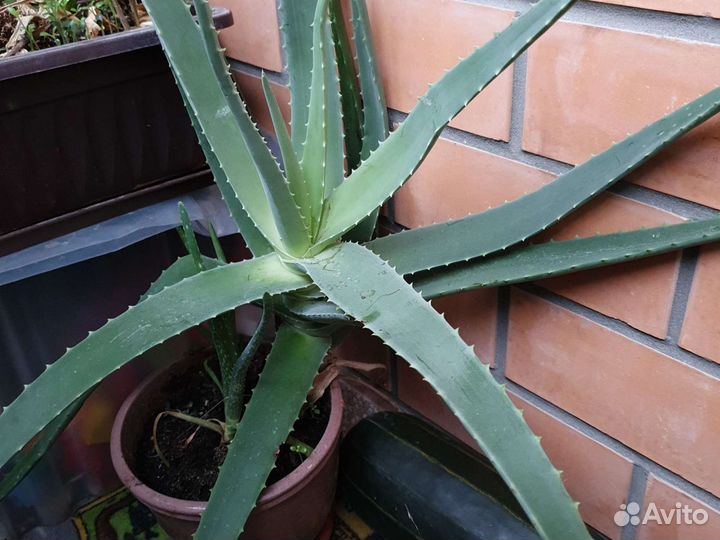 Алоэ Вера листья на срез и растения в горшке