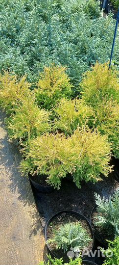 Хвойные растения саженцы