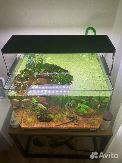 Растения для аквариума, прополка