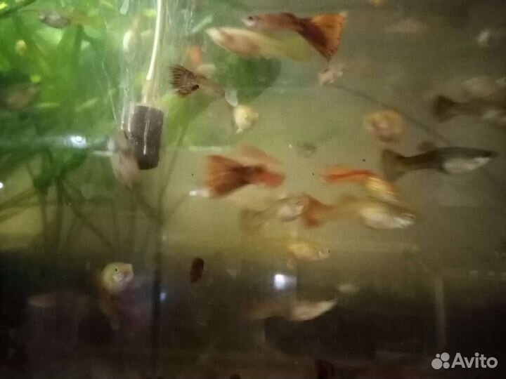 Рыбки гуппи, меченосцы, малинезии