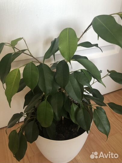 Фикус Бенджамина