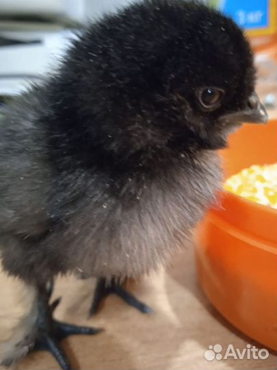 Куры молодки