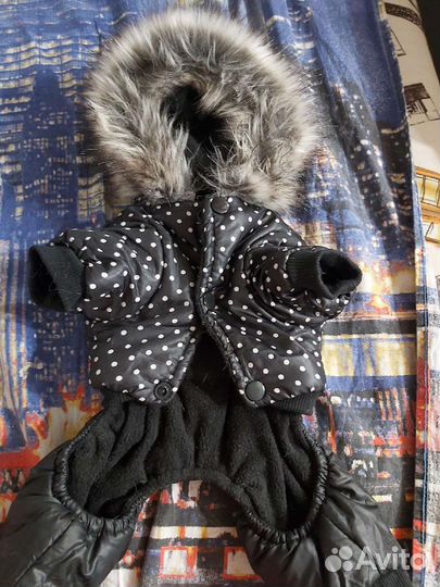 Костюм для маленькой собаки