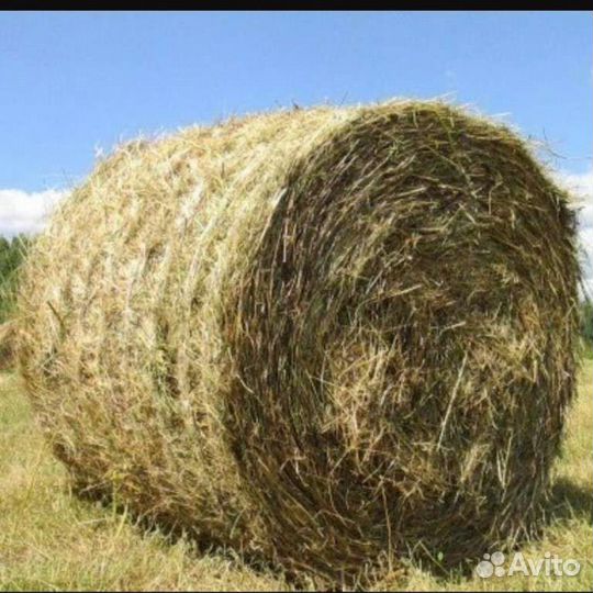 Солома просяная