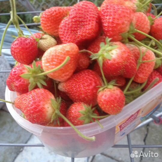 Клубника ремонтантная и земклуника