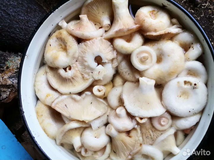 Грузди грибы