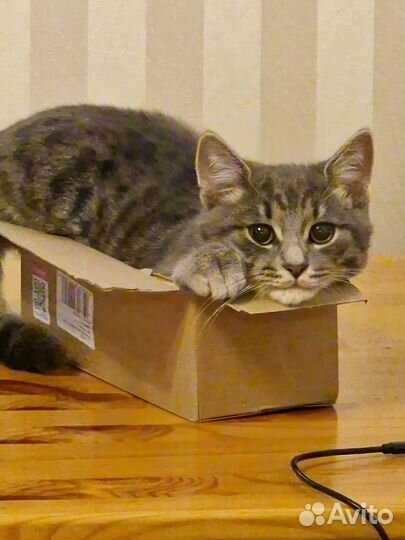 Котик бесплатно
