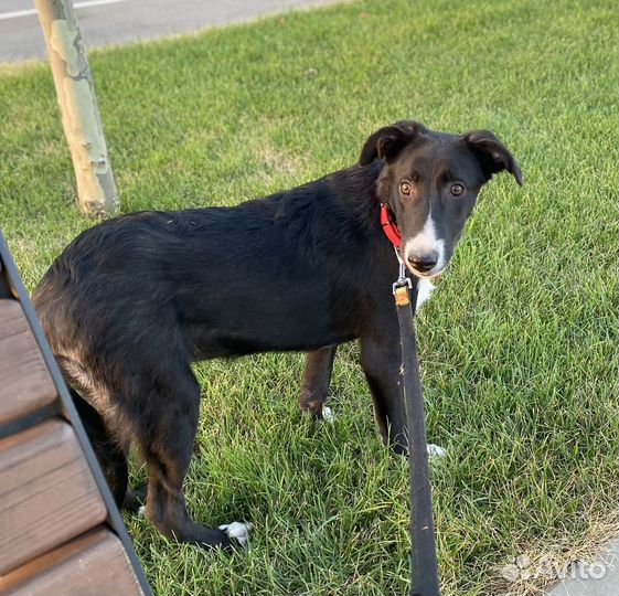 Щенок девочка стерилизована