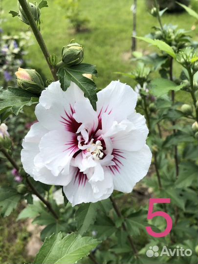 Гибискусы махровые садовые