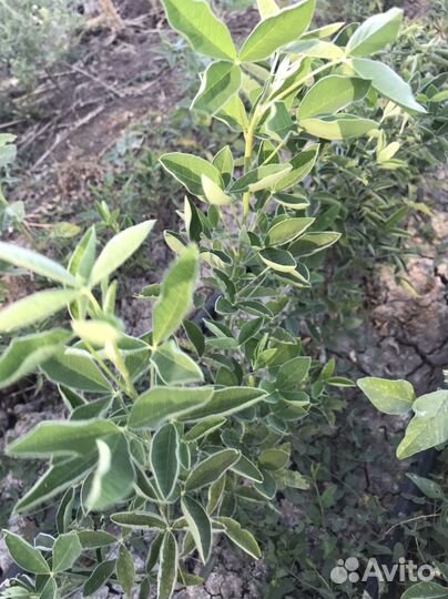 Декоративные растения для сада