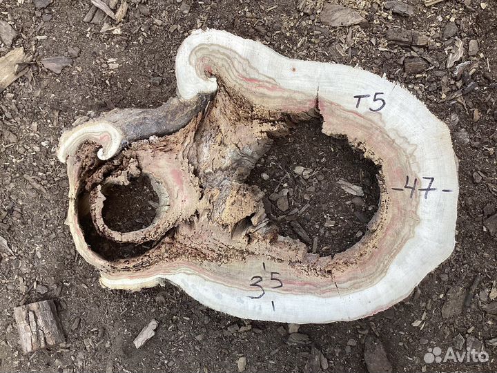 Спилы ореха, клена, карагача