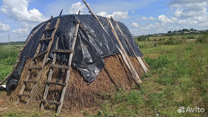 Продам сено