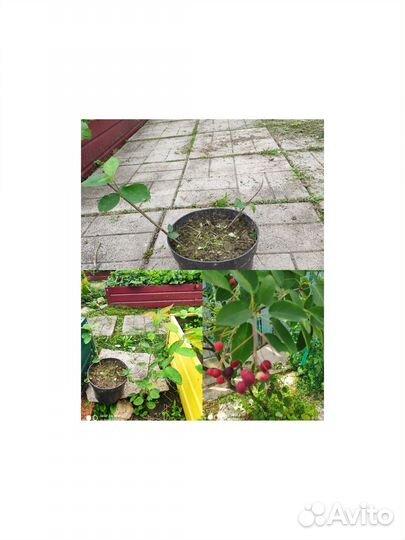 Плодовые кустарники