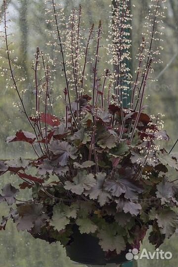 Гейхеры сортовые