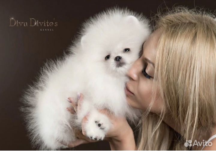 Померанский шпиц мини