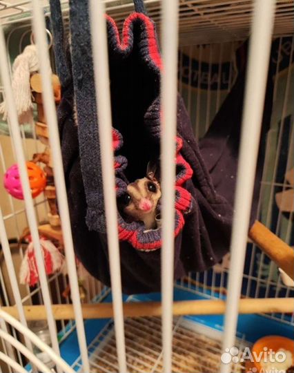 Белка летяга