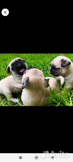 Щенки мопса