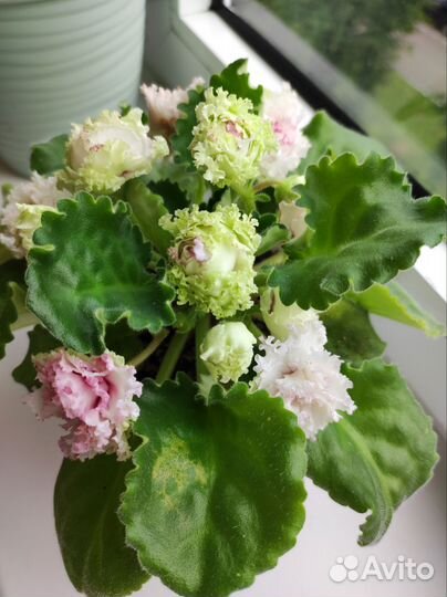 Фиалка лф-Яблочный зефир