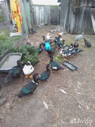 Мускусные утки