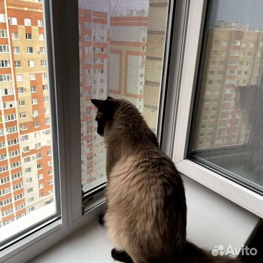 Антикошка Москитная сетка