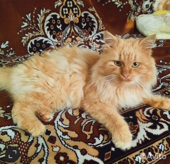 Потерялся кот