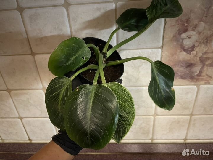 Филодендрон биркин