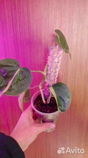 Филодендроны