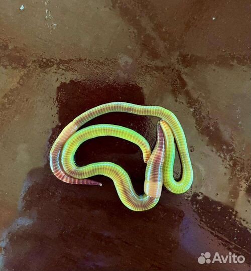 Черви для рыбалки