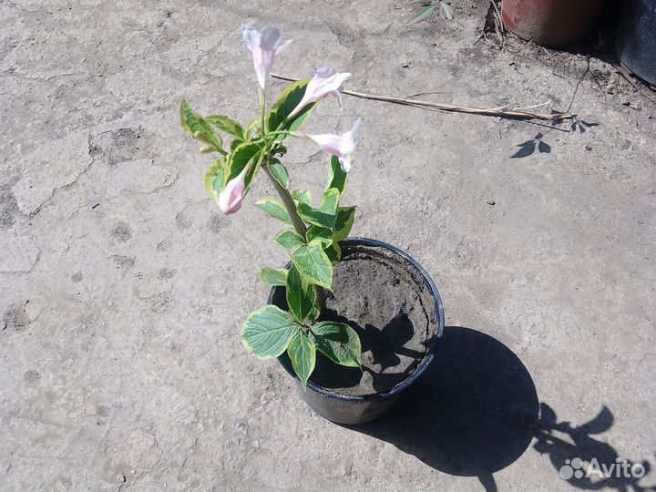 Таволга и многое другое