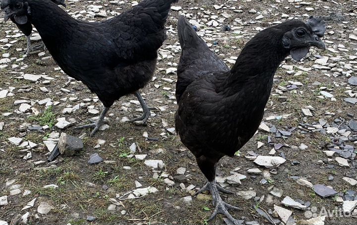 Куры ухейилюй китайские