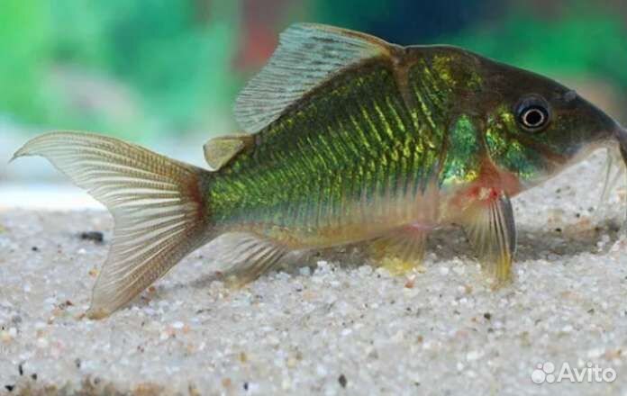 Аквариумные рыбки, аквариумы, фильтры, растения