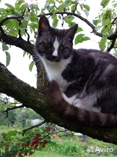 Отдам в добрые руки