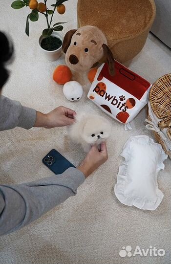 Микро малыш Майк Тайсон померанский шпиц