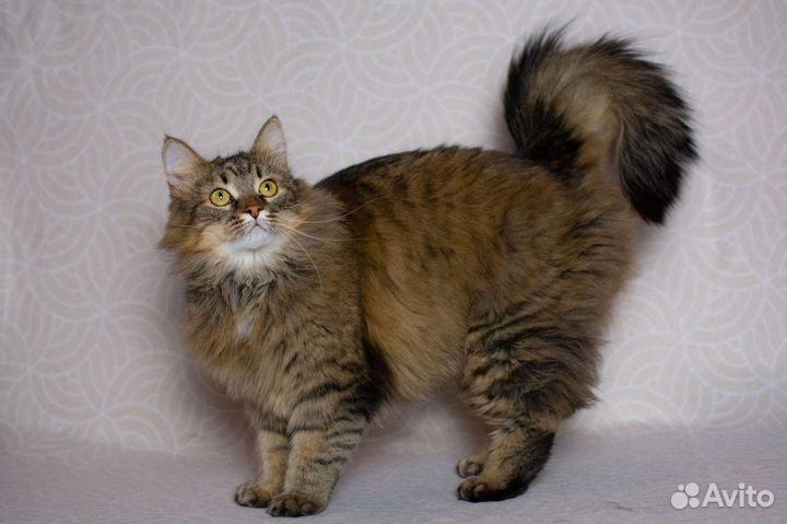 Мурочка пушистая ласковая киса с янтарными глазами