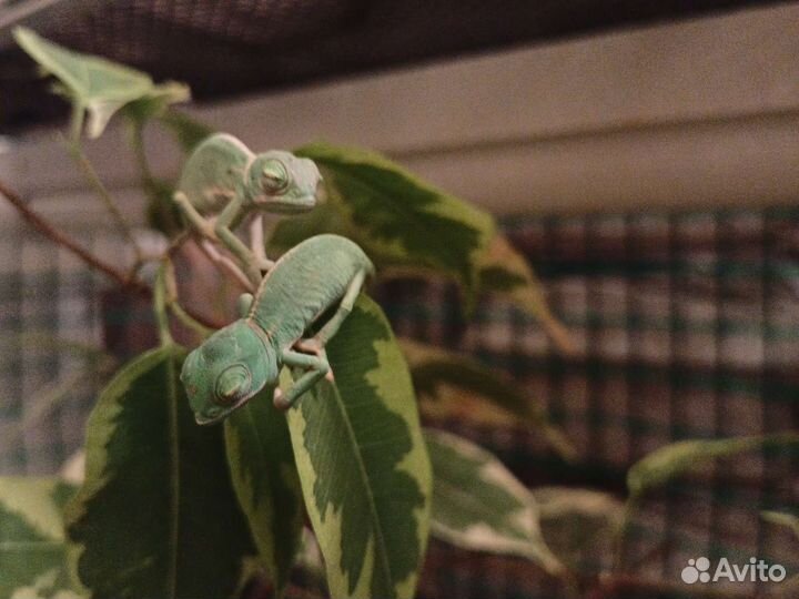 Йеменский Хамелеон