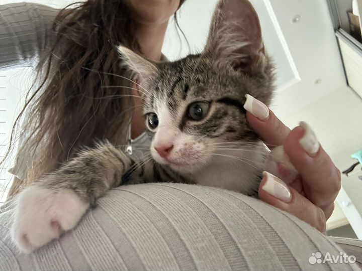 Котёнок в добрые руки бесплатно