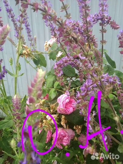 Цветы садовые