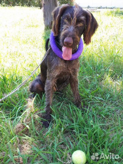 Дратхаар в добрые руки