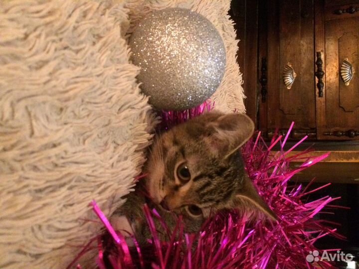 Отдам котенка-символ этого года