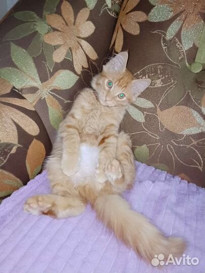 Котики бесплатно