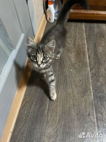 Найден котенок