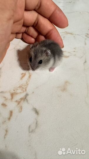 Джунгарский хомяк