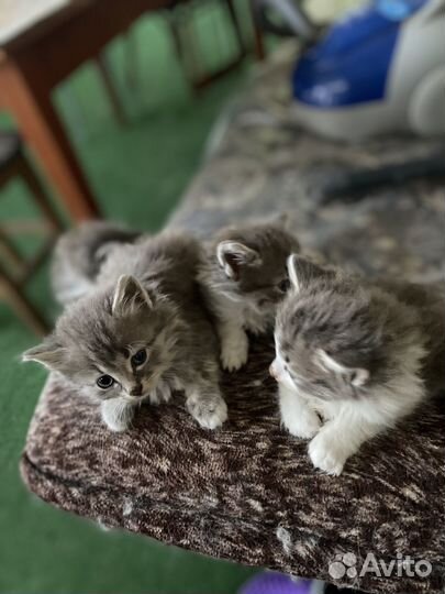 Милые котята