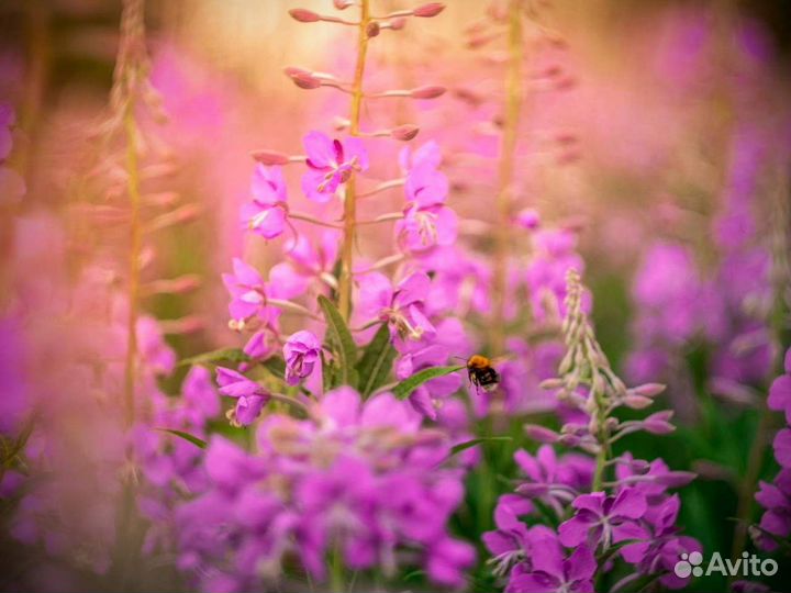 Иван-чай 1 кг кипрей 2023 как надо, в гранулах