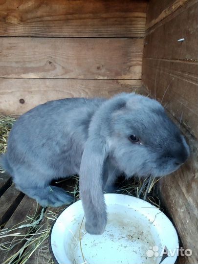 Кролики породы французский баран
