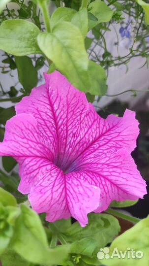 Петуния ампельная