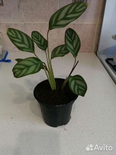 Отросток ктенанта